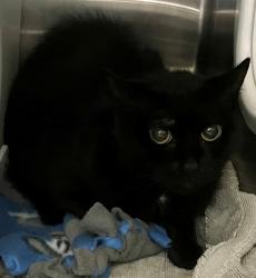 Shelter Stray Female Cat last seen Near Platt Street, STATEN ISLAND, NY, 10306, 3139 Veterans Rd W, Staten Island, NY 10309, USA