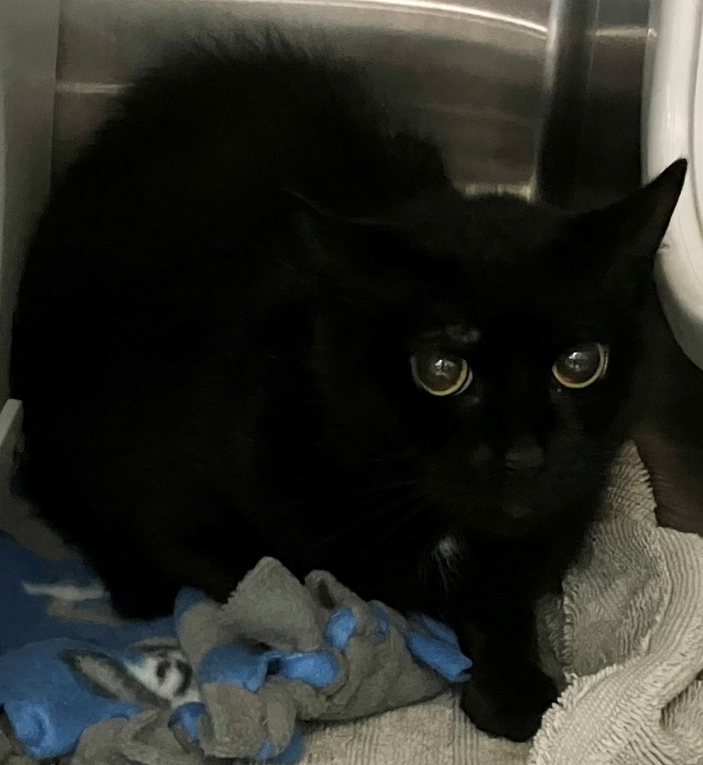 Shelter Stray Female Cat last seen Near Platt Street, STATEN ISLAND, NY, 10306, 3139 Veterans Rd W, Staten Island, NY 10309, USA