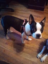 Reunited Female Dog last seen Shipetown Road and Daffodil Road, Mascot, TN 37806