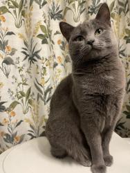 Reunited Female Cat last seen Russell and Decatur, Las Vegas, NV 89118