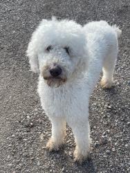 Reunited Unknown Dog last seen Absolute heating and a/c, Lynn County, TX 79424