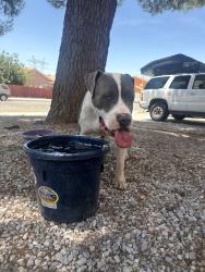 Found/Stray Male Dog last seen Jurassic pl, Victorville, CA 92394