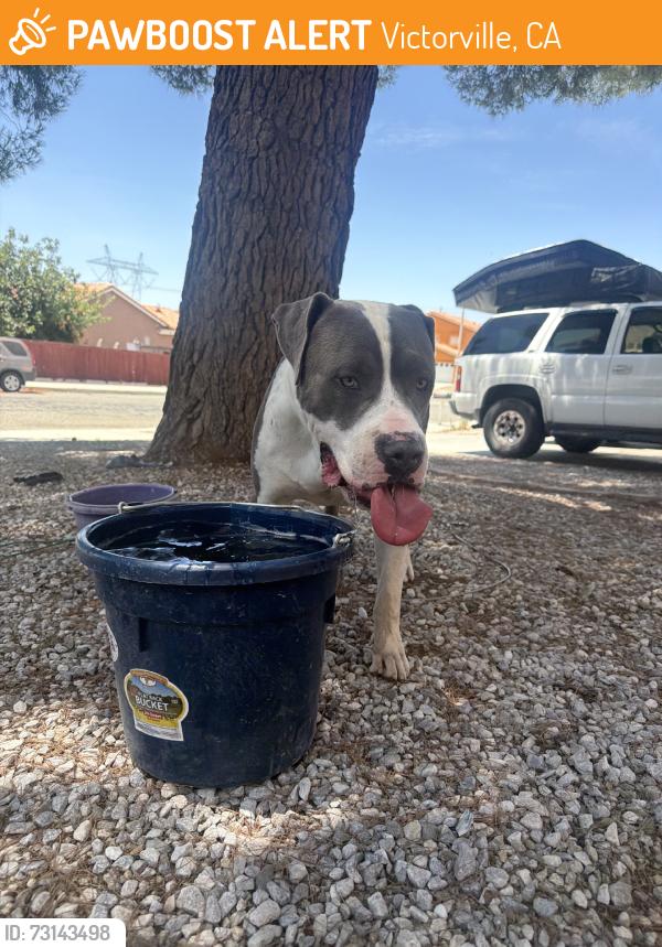 Found/Stray Male Dog last seen Jurassic pl, Victorville, CA 92394