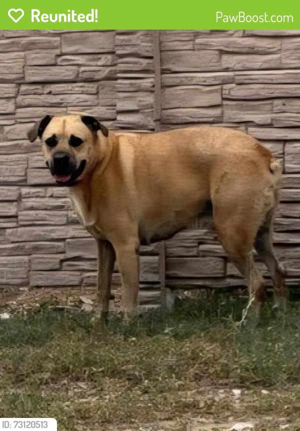 Reunited Male Dog last seen Lyndale, Odessa, TX 79762