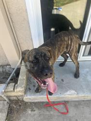 Found/Stray Male Dog last seen Valenica and E La Palma, Anaheim, CA 92815