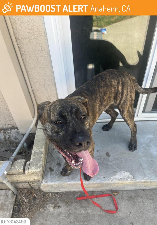 Found/Stray Male Dog last seen Valenica and E La Palma, Anaheim, CA 92815