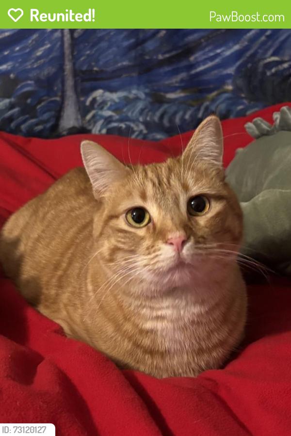 Reunited Female Cat last seen William F Hayden Park, West Virginia Dr, Lakewood, CO 80228