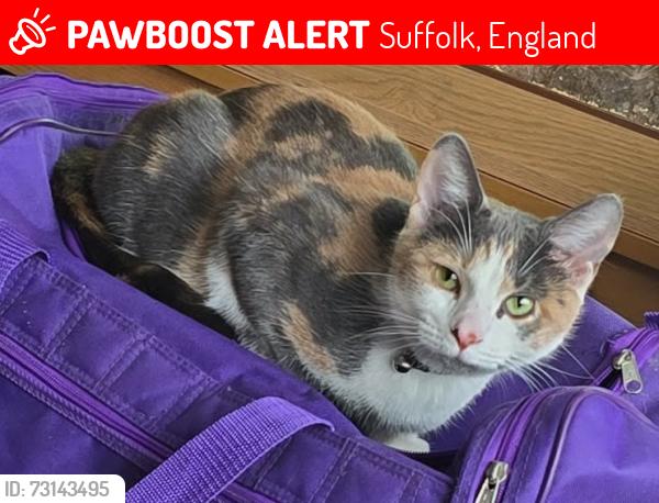 Lost Female Cat last seen Spashett Road, Suffolk, England 