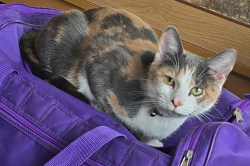 Lost Female Cat last seen Spashett Road, Suffolk, England 