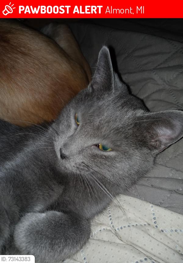 Lost Female Cat last seen Shoemaker Rd and Tubspring, Almont, MI 48003