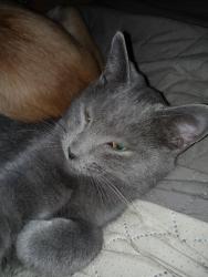 Lost Female Cat last seen Shoemaker Rd and Tubspring, Almont, MI 48003