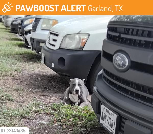 Found/Stray Male Dog last seen Broadway and centerville, Garland, TX 75041