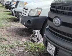 Found/Stray Male Dog last seen Broadway and centerville, Garland, TX 75041