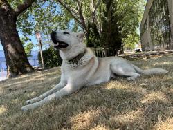 Found/Stray Male Dog last seen Cascade Avenue South right off Todd Blvd, Tukwila, WA 98188