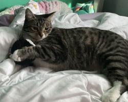Lost Female Cat last seen Mather and Emerson, Caldwell, ID 83605