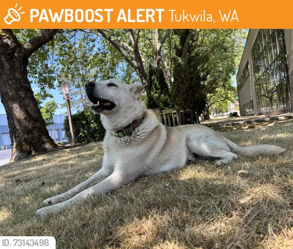 Found/Stray Male Dog last seen Cascade Avenue South right off Todd Blvd, Tukwila, WA 98188