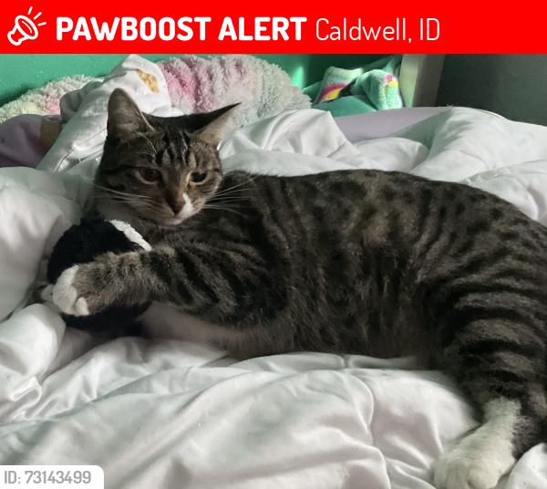Lost Female Cat last seen Mather and Emerson, Caldwell, ID 83605