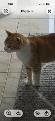 Lost Male Cat last seen Bollinger, Norris canyon and Ascension and Jugar st San Ramon., San Ramon, CA 94583