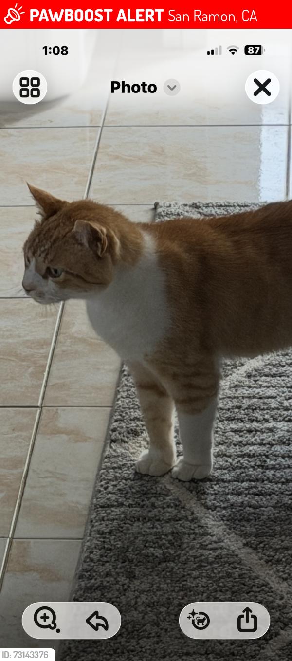 Lost Male Cat last seen Bollinger, Norris canyon and Ascension and Jugar st San Ramon., San Ramon, CA 94583