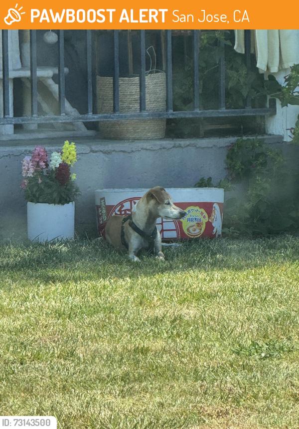 Found/Stray Unknown Dog last seen Empire St, San Jose, CA 95116