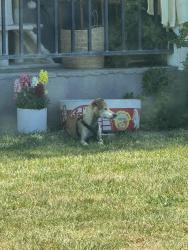 Found/Stray Unknown Dog last seen Empire St, San Jose, CA 95116