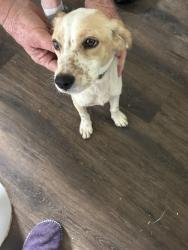 Found/Stray Unknown Dog last seen Lange way, Rhome, TX 76078
