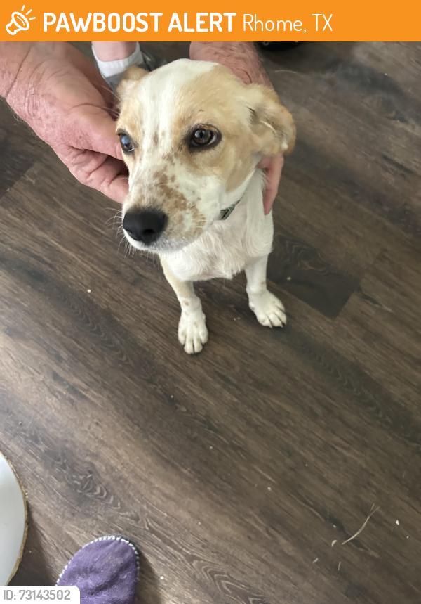 Found/Stray Unknown Dog last seen Lange way, Rhome, TX 76078
