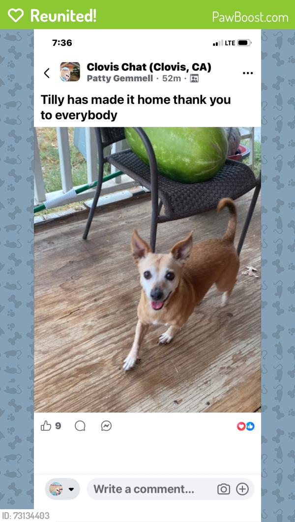 Reunited Female Dog last seen Bullard and Minnewawa Clovis, Clovis, CA 93612