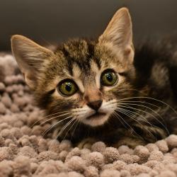 Shelter Stray Male Cat last seen , 3173 K-68 Hwy, Ottawa, KS 66067, USA