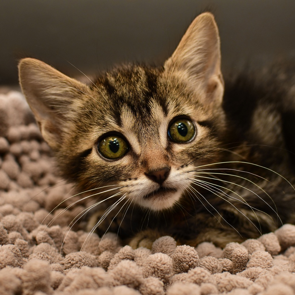 Shelter Stray Male Cat last seen , 3173 K-68 Hwy, Ottawa, KS 66067, USA