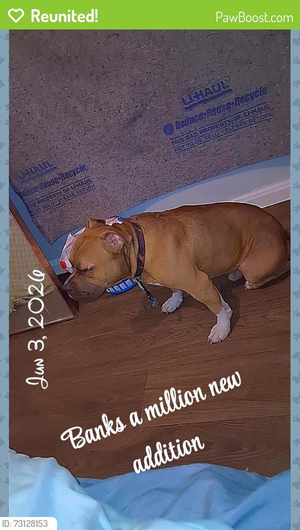 Reunited Male Dog last seen 8th and Payne st, Jacksonville, FL 32209