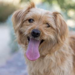 Shelter Stray Male Dog last seen , 4575 E Mesquite Ave, Palm Springs, CA 92264, USA