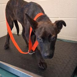 Shelter Stray Female Dog last seen , 2350 Appling City Cove, Memphis, TN 38133, USA