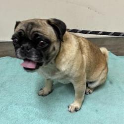Shelter Stray Female Dog last seen , 361 S Raymond Ave, Pasadena, CA 91105, USA