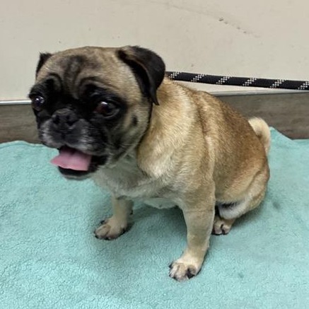 Shelter Stray Female Dog last seen , 361 S Raymond Ave, Pasadena, CA 91105, USA