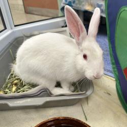 Shelter Stray Female Rabbit last seen , 361 S Raymond Ave, Pasadena, CA 91105, USA