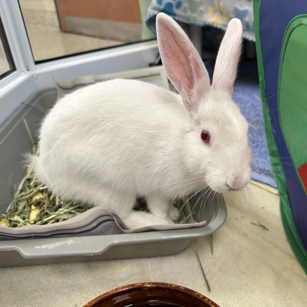 Shelter Stray Female Rabbit last seen , 361 S Raymond Ave, Pasadena, CA 91105, USA