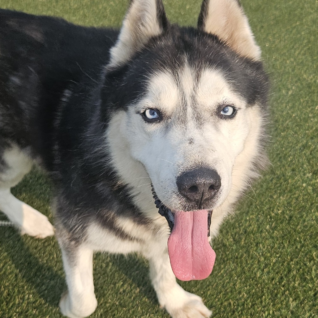 Shelter Stray Male Dog last seen , Animal Care & Control Team of Philly, 111 W Hunting Park Ave, Philadelphia, PA 19140, USA