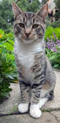 Reunited Male Cat last seen Near Valle Vista Ave, Oakland CA, Oakland, CA 94610