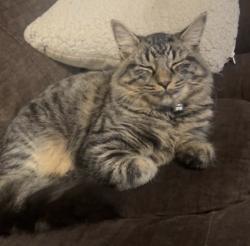 Reunited Male Cat last seen Newtown road by the Worcester royal hosp, Worcestershire, England WR5 1HX