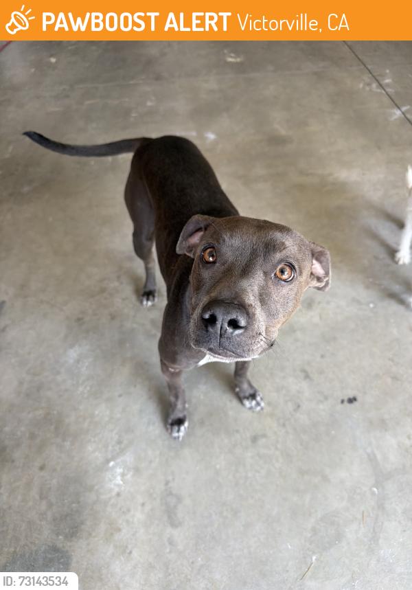 Found/Stray Female Dog last seen Grand mammoth and jurassic, Victorville, CA 92394