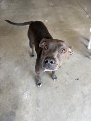 Found/Stray Female Dog last seen Grand mammoth and jurassic, Victorville, CA 92394
