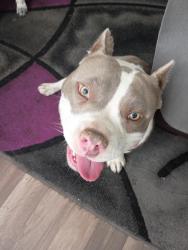 Found/Stray Female Dog last seen Zuni,San Pablo, Albuquerque, NM 87108