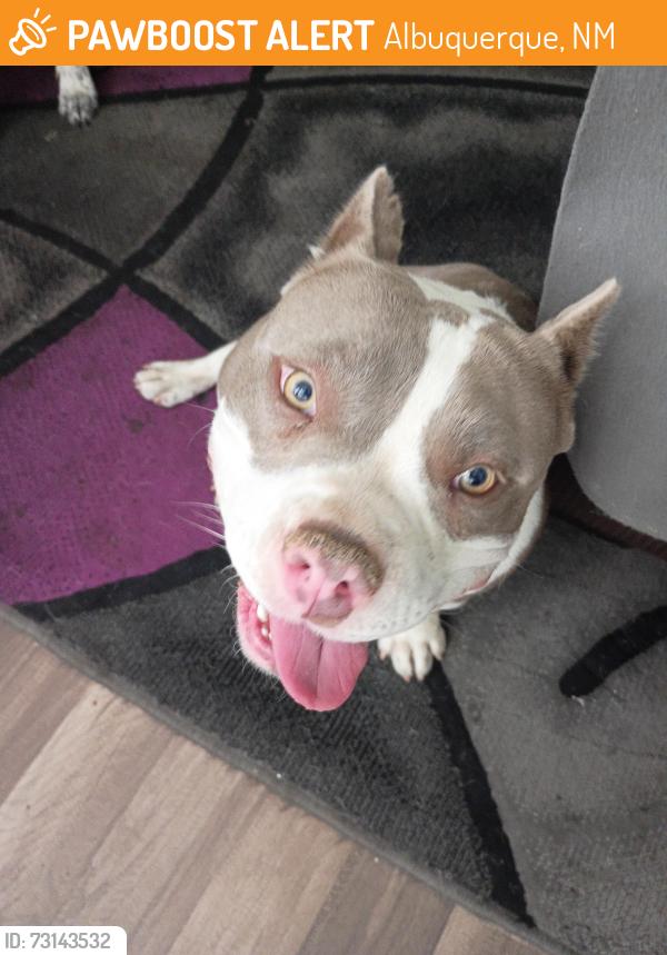Found/Stray Female Dog last seen Zuni,San Pablo, Albuquerque, NM 87108
