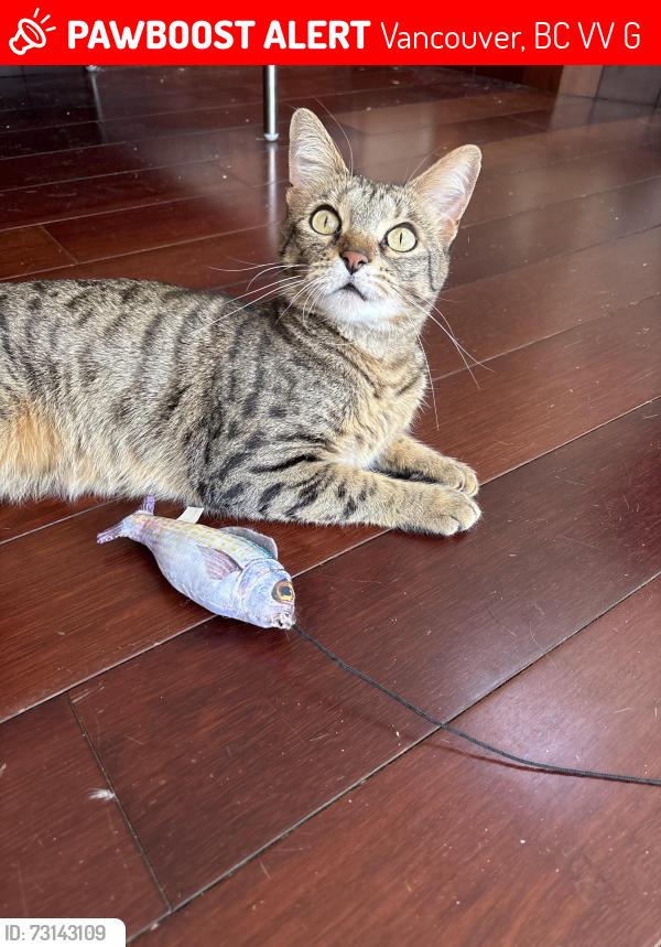 Lost Female Cat last seen 620-630 East 18th Ave, Vancouver CA BC, Vancouver, BC V5V 1G5