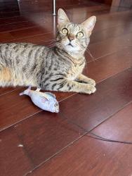 Lost Female Cat last seen 620-630 East 18th Ave, Vancouver CA BC, Vancouver, BC V5V 1G5