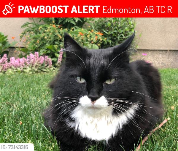 Lost Male Cat last seen Near St. and 79 Ave., Edmonton, AB T6C 0R1