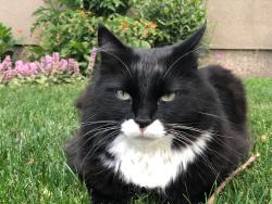 Lost Male Cat last seen Near St. and 79 Ave., Edmonton, AB T6C 0R1