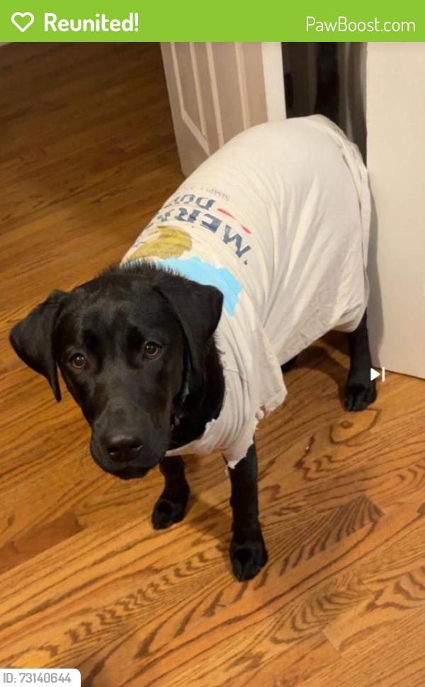 Reunited Female Dog last seen Old Knox Hey & Wildwood Rd, Maryville, TN 37804