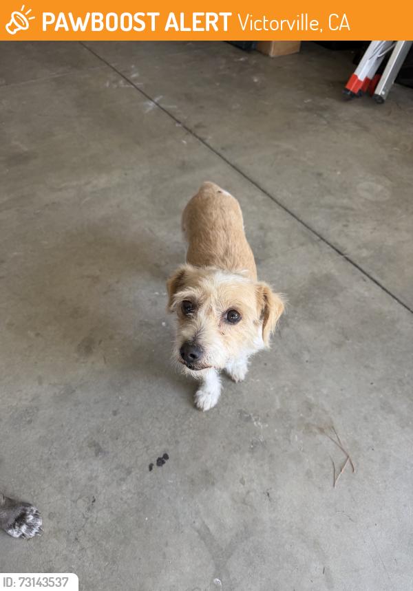 Found/Stray Male Dog last seen Grand mammoth pl and jurassic, Victorville, CA 92394